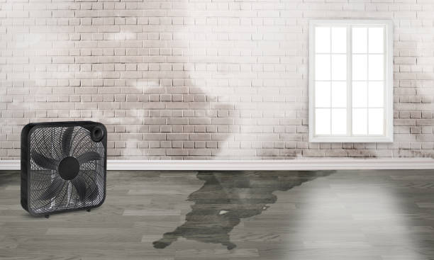 Best Water damage mitigation services  in Greenfield, IN